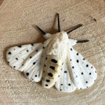 white ermine moth